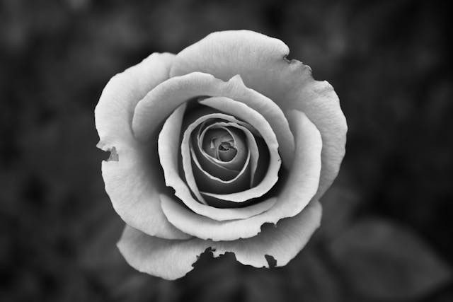 black and white photo of a rose